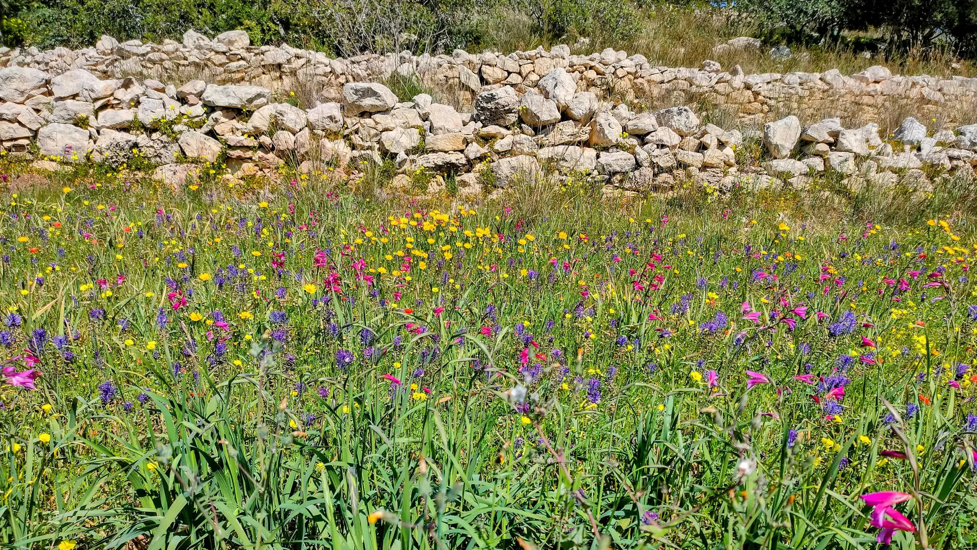 A field of spring wildflowers beside a dry-stone wall in the Maltese countryside
