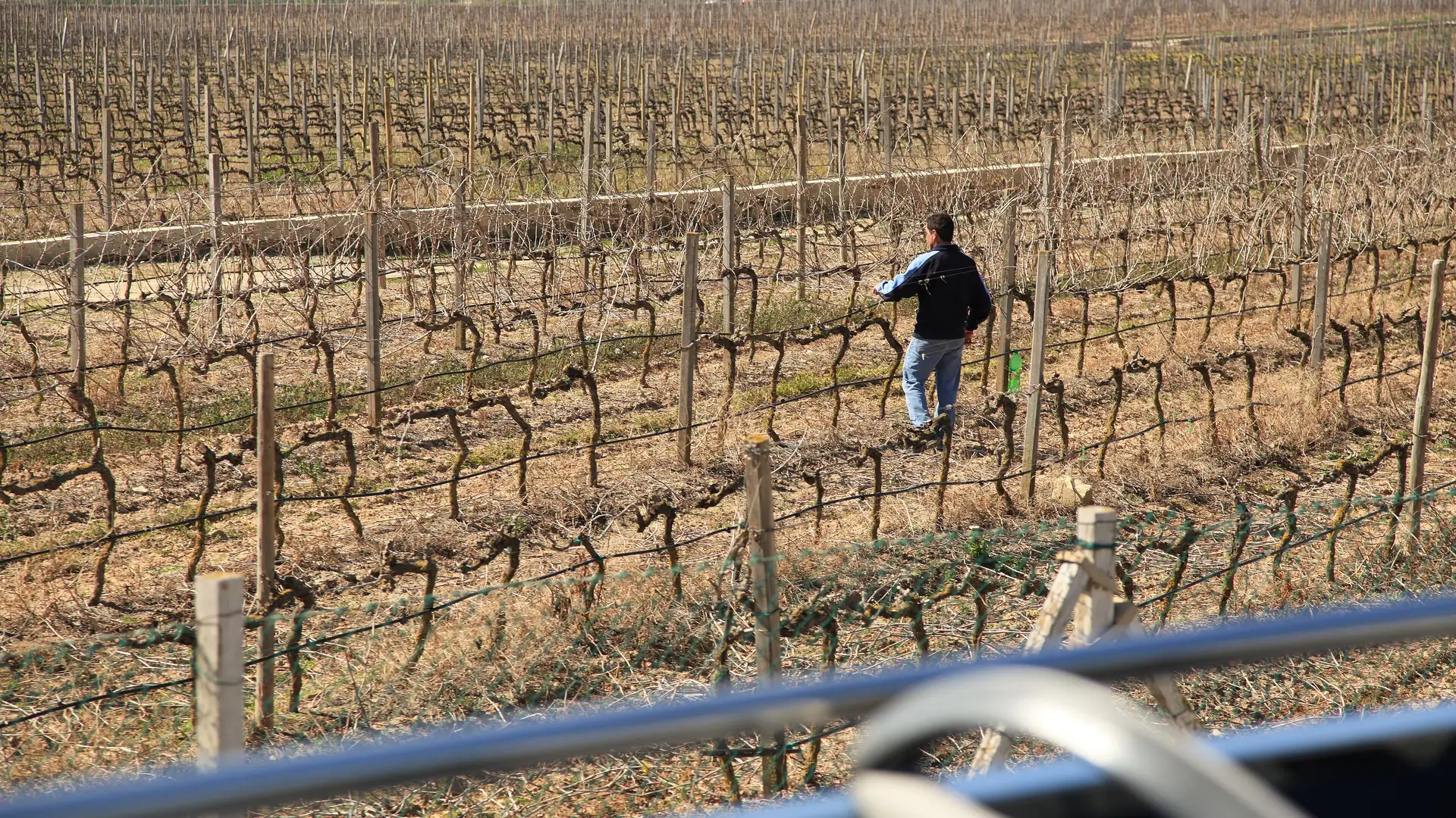 Rows of vines at the Meridiana vineyard at Ta' Qali in central Malta